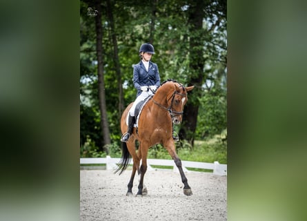 Polish Halfbred, Gelding, 10 years, 16.1 hh, Brown
