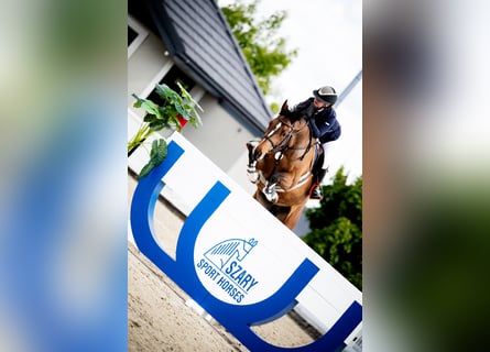 Polish Halfbred, Gelding, 10 years, 16,1 hh, Brown