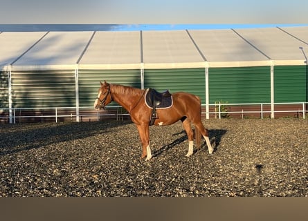 Polish Halfbred, Gelding, 4 years, 16 hh, Chestnut-Red