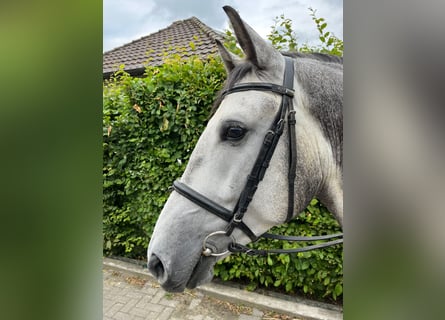 Polish Halfbred, Gelding, 5 years, 15,1 hh, Gray