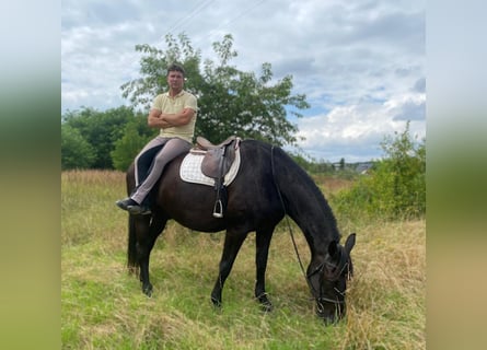 Polish Halfbred, Gelding, 6 years, 16,3 hh, Black