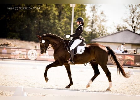 Polish Halfbred, Gelding, 7 years, 17 hh, Chestnut