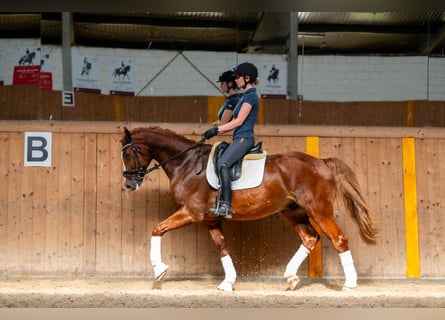 Polish Halfbred, Gelding, 8 years, 16,1 hh, Chestnut-Red