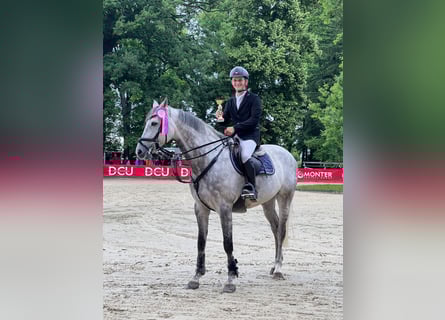 Polish Halfbred, Gelding, 8 years, 16,1 hh, Grey
