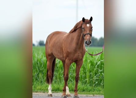 Polish Halfbred, Mare, 10 years, 16.1 hh, Chestnut-Red