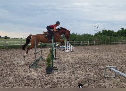 Polish Halfbred, Mare, 10 years, 16,1 hh, Chestnut-Red