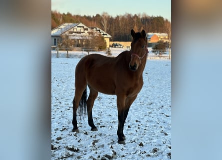 Polish Halfbred, Mare, 10 years, 17,2 hh, Brown