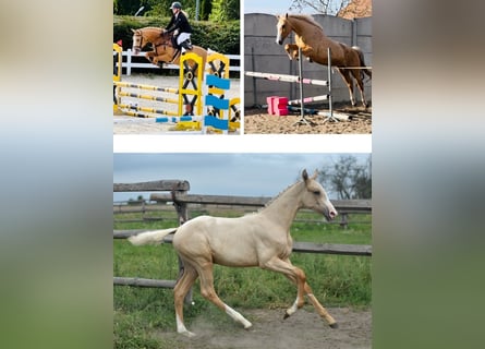 Polish Halfbred, Mare, 1 year, 16 hh, Palomino