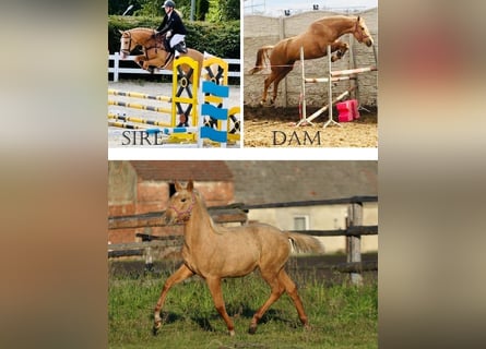 Polish Halfbred, Mare, 1 year, 16 hh, Palomino