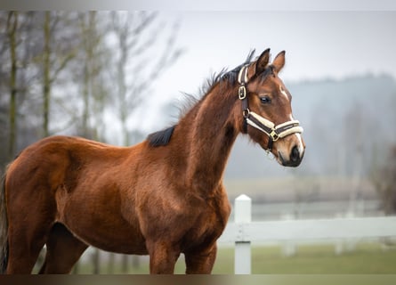 Polish Halfbred, Mare, 1 year, Brown