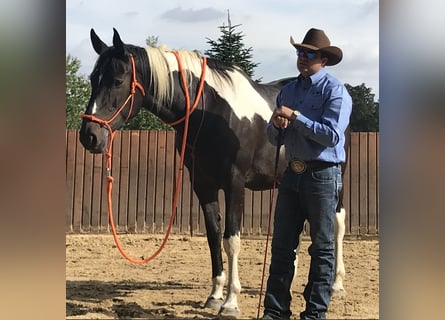Polish Halfbred, Mare, 21 years, 16,1 hh, Pinto