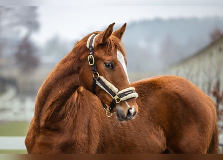 Polish Halfbred, Mare, 2 years, Chestnut-Red