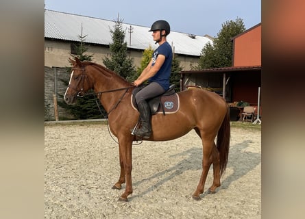 Polnisches Halbblut, Stute, 3 Jahre, 15 hh, Fuchs