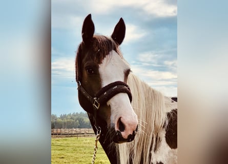Polish Halfbred, Mare, 3 years, 16 hh