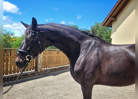 Polish Halfbred, Mare, 4 years, 16,1 hh, Bay-Dark