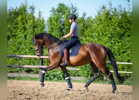 Polnisches Halbblut, Stute, 4 Jahre, 16,1 hh, Rotbrauner