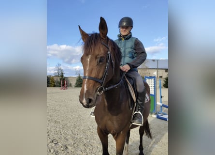 Polnisches Halbblut, Stute, 4 Jahre, 16,1 hh, Brauner