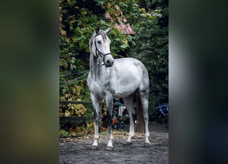 Polish Halfbred, Mare, 5 years, 16.2 hh, Gray