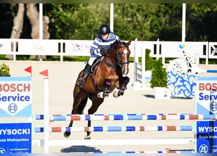 Polish Halfbred, Mare, 5 years, 16,1 hh, Bay