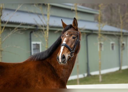 Polish Halfbred, Mare, 5 years, Brown