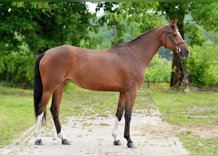 Polish Halfbred, Mare, 6 years, 16 hh, Brown