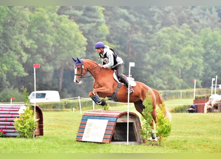 Polish Halfbred, Mare, 7 years, 16 hh, Chestnut-Red