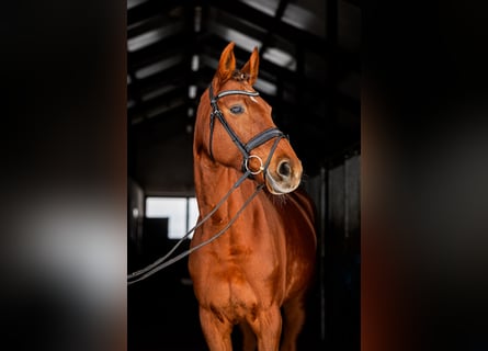 Polish Halfbred, Mare, 8 years, 16.1 hh, Chestnut-Red
