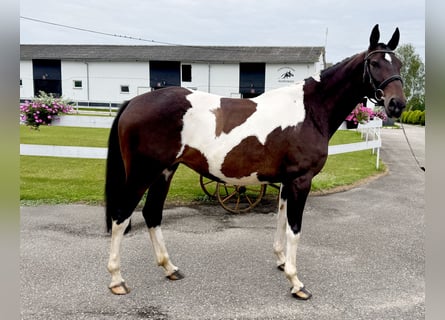 Polish Halfbred, Mare, 8 years, 16,2 hh, Pinto