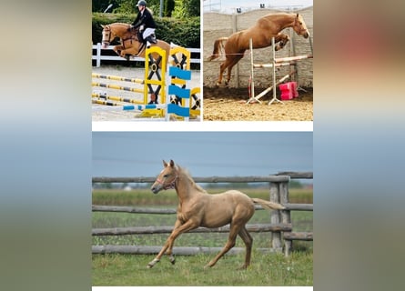 Polish Halfbred, Mare, Foal (05/2024), 16,1 hh, Palomino