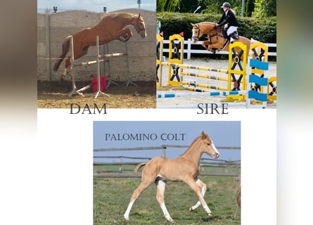 Polish Halfbred, Stallion, 1 year, 16,1 hh, Palomino