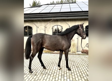 Polish Halfbred, Stallion, 2 years, 16 hh, Gray