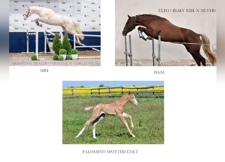 Polish Halfbred, Stallion, , 16,1 hh, Palomino