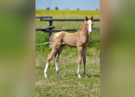 Polish Halfbred, Stallion, , 16,1 hh, Palomino