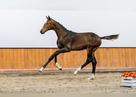 Polish Halfbred, Stallion, Foal (03/2025)
