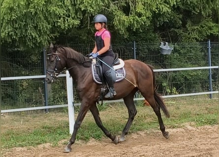 Polish riding pony Mix, Gelding, 4 years, 14.3 hh, Smoky-Black