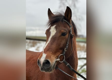 Polish riding pony, Gelding, 7 years, 13,2 hh, Pinto