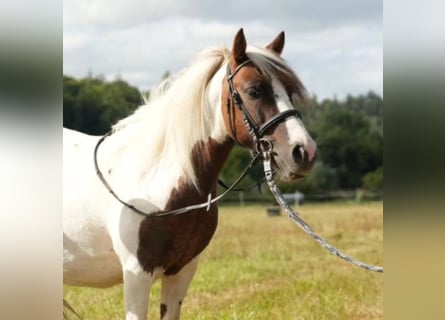 Polish riding pony, Gelding, 8 years, 12.2 hh, Pinto