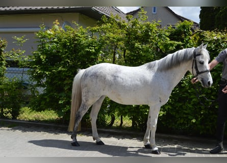 Polish riding pony, Mare, 12 years, 12.2 hh, Gray