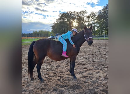 Polnisches Reitpony Mix, Stute, 12 Jahre, 14,3 hh, Brauner