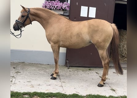 Polish riding pony, Mare, 3 years, 14 hh, Chestnut-Red