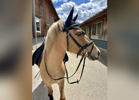 Polish riding pony Mix, Mare, 5 years, 13.1 hh, Dun