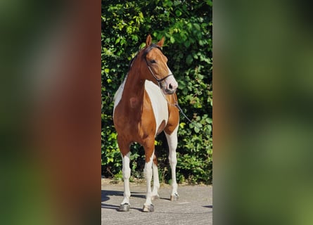 Polish riding pony, Mare, 5 years, 15.1 hh, Pinto