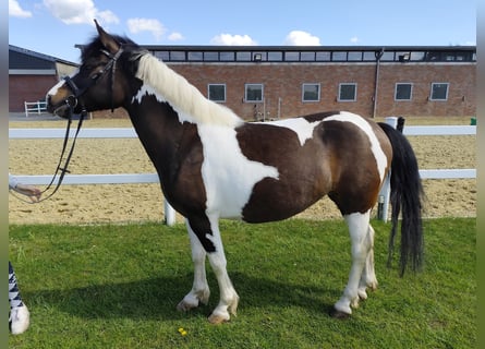 Polish riding pony, Mare, 9 years, 14.1 hh, Pinto