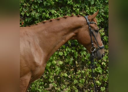 Polish sport horse, Gelding, 12 years, 17 hh, Chestnut-Red