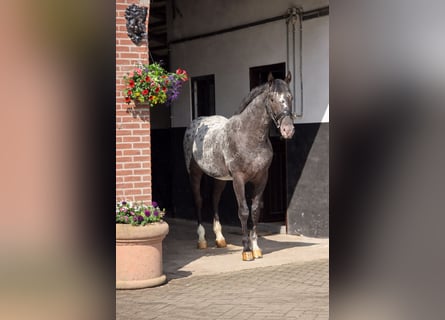 Polish sport horse, Gelding, 3 years, 16 hh, Leopard-Piebald