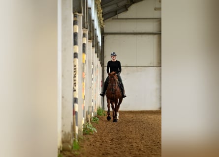 Polish sport horse, Gelding, 4 years, 16.1 hh, Chestnut-Red