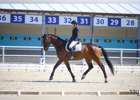 Polish sport horse, Gelding, 4 years, 16.2 hh, Brown