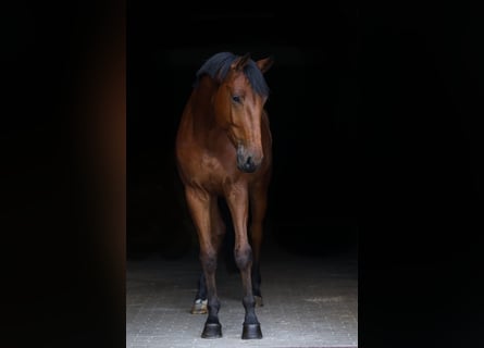 Polish sport horse, Gelding, 4 years, 16.3 hh, Brown