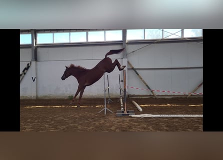 Polish sport horse, Gelding, 4 years, 16,1 hh, Chestnut-Red