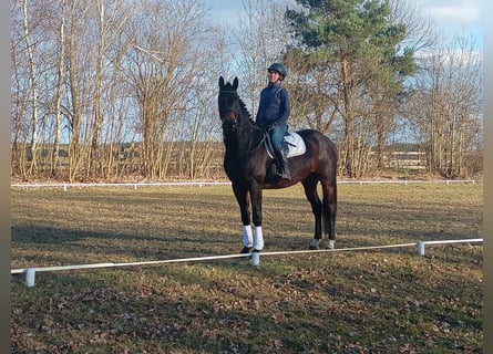Polish sport horse, Gelding, 4 years, 16,2 hh, Bay-Dark